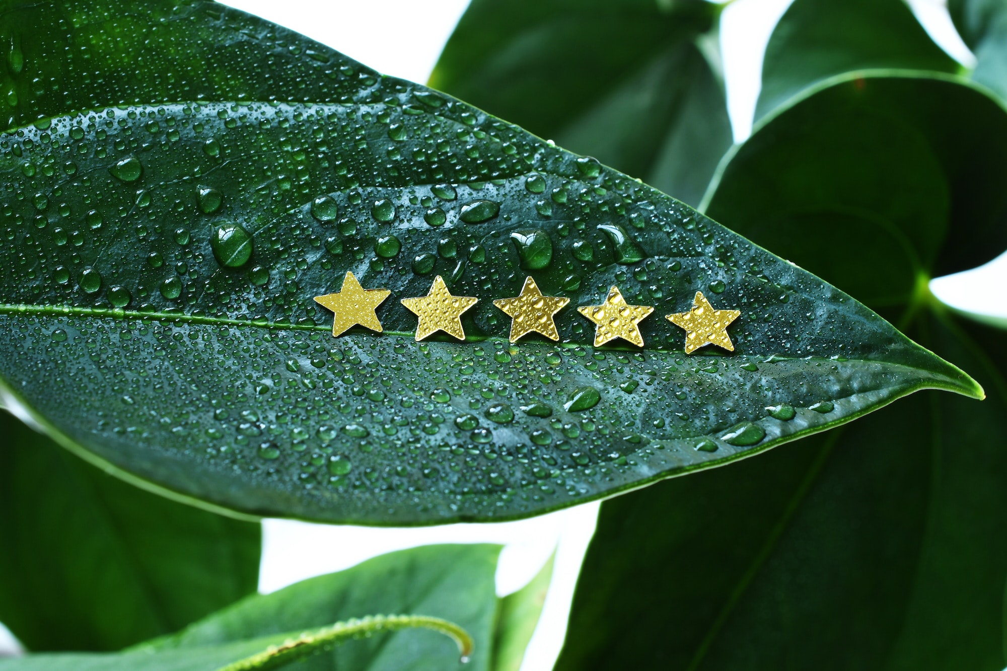 The Impact Of Reviews And Testimonials On Local Business Success